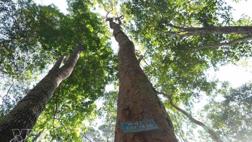 Vietnam highlights forests’ role in sustainable growth on Int'l Day of Forests